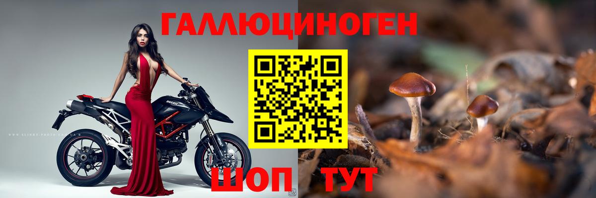 Псилоцибиновые грибы Psilocybine cubensis Моздок